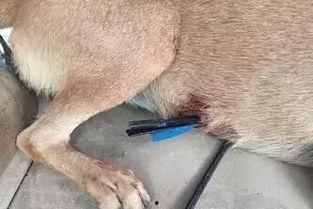 娱乐圈爆料流浪狗是谁啊,流浪狗身份揭秘！